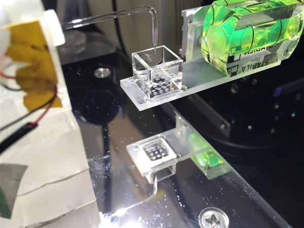 3D printed tissue