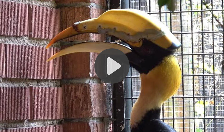 #TOP5 videos: Bird was saved by 3D printing and much more!