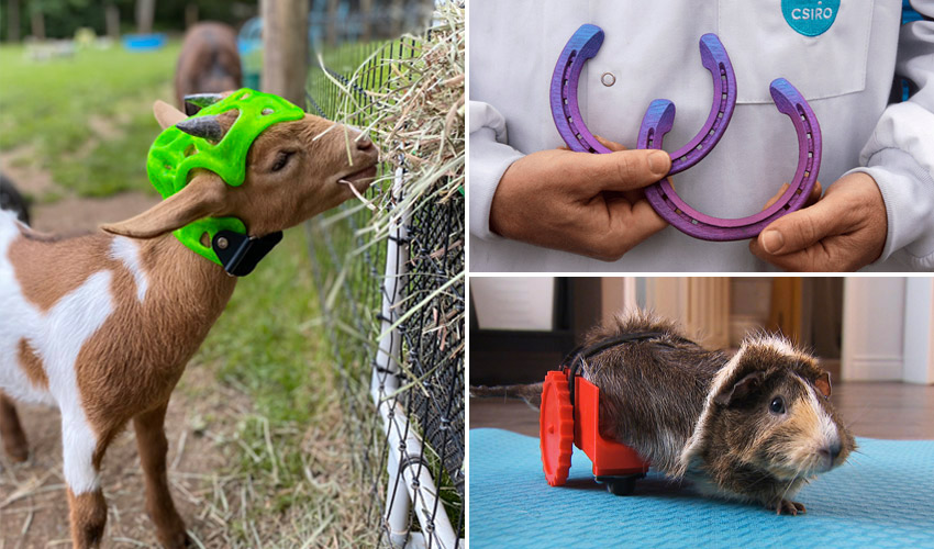 Examples of How 3D Printed Prosthetics & Orthotics Are Helping Animals