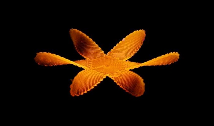Liquid crystal shape shift material developed by UCSD