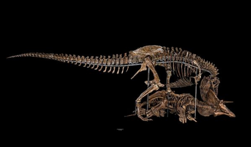 Smithsonian’s 3D program allows users to 3D print thousands of artifacts