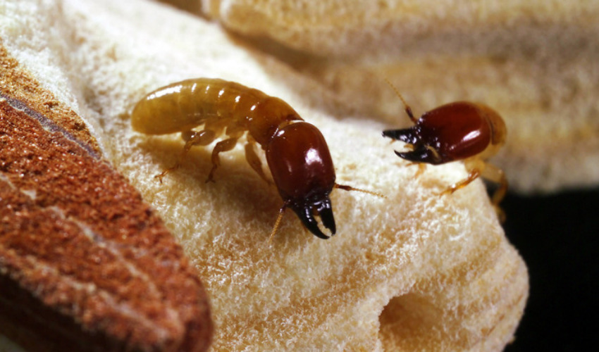 Termite Waste Used for Powder-Based 3D Printing Processes