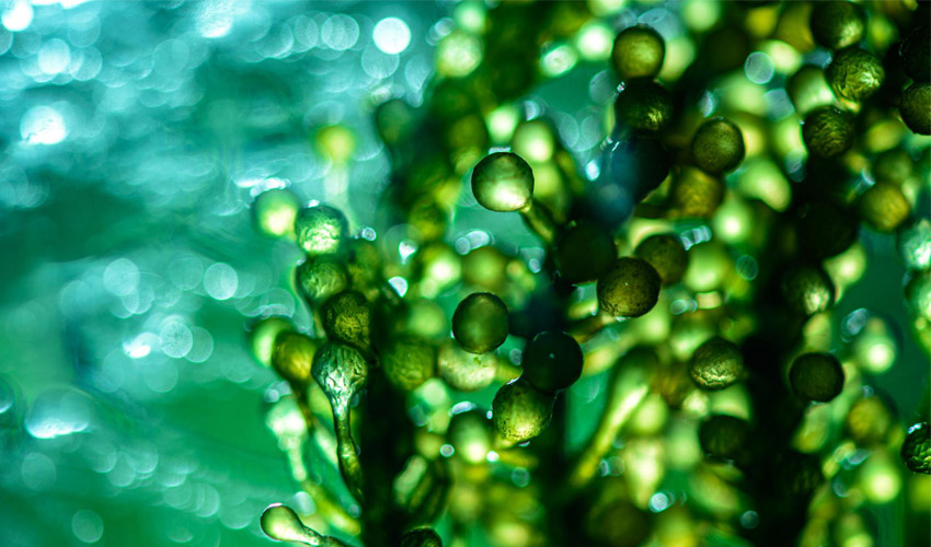 Researchers Design An Environmentally-Friendly, Living Material Using Bioprinting