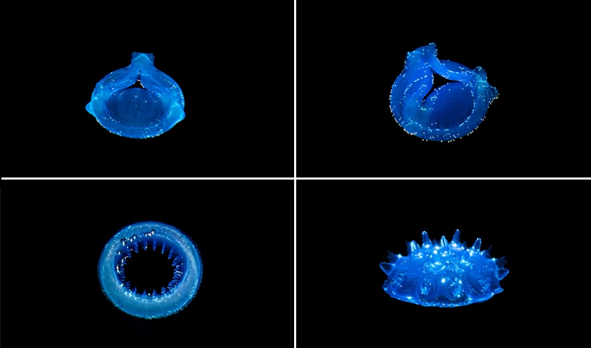 #3DStartup: Readily3D and its Volumetric Printing Technology Based on Tomography