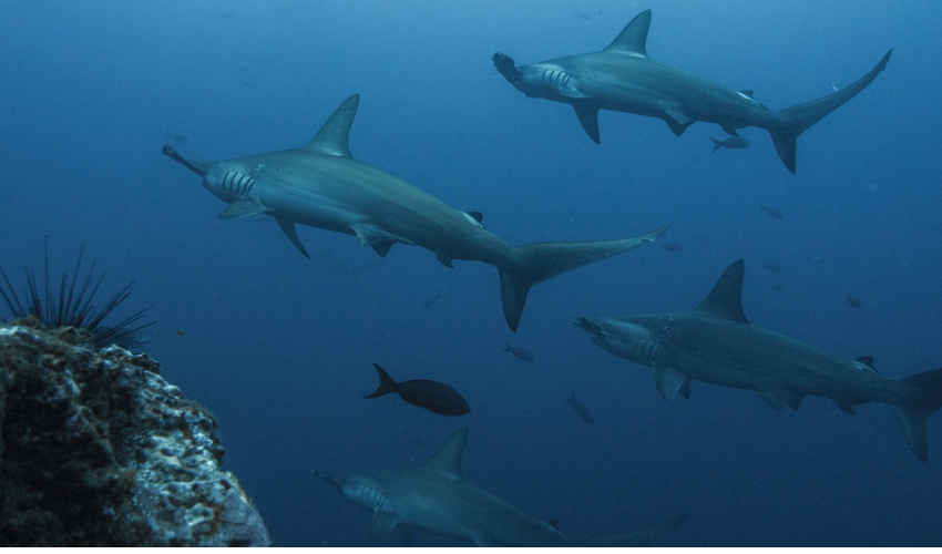 First Ever 3D Printed Shark Fins Help Combat Illegal Wildlife Trade