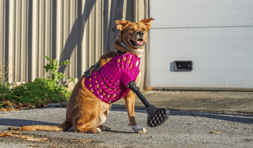 DiveDesign on Their Development of 3D Prostheses to Improve Animals’ Lives