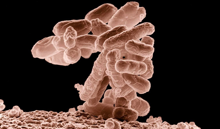 Harvard Researchers Develop Microbial Ink to 3D Print Living Materials