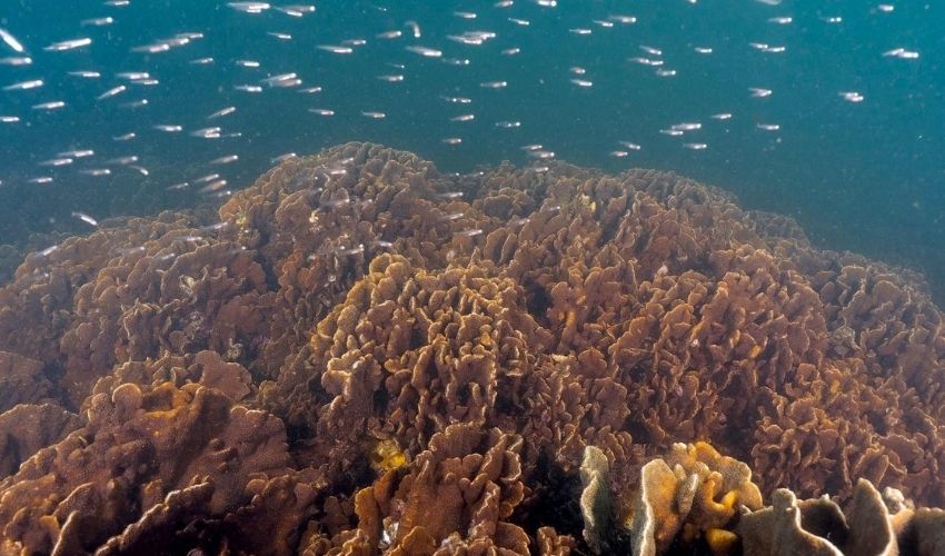 archiREEF on Saving Coral Reefs With 3D Printing