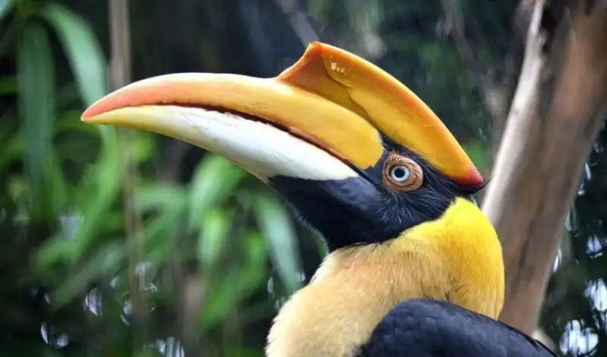 3D Printed Prosthetic Beak Saves Bird’s Life