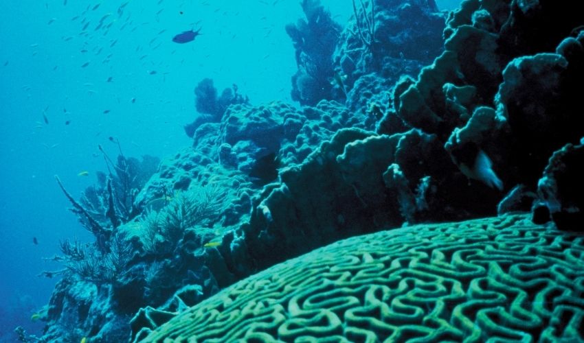 Saving Endangered Coral Reefs Using 3D Printing