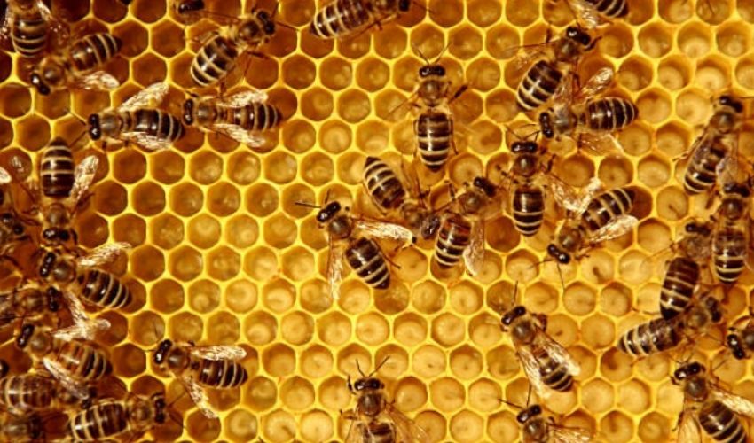 In Scotland, The LACRIMA Foundation is Making 3D Printed Wooden Beehives
