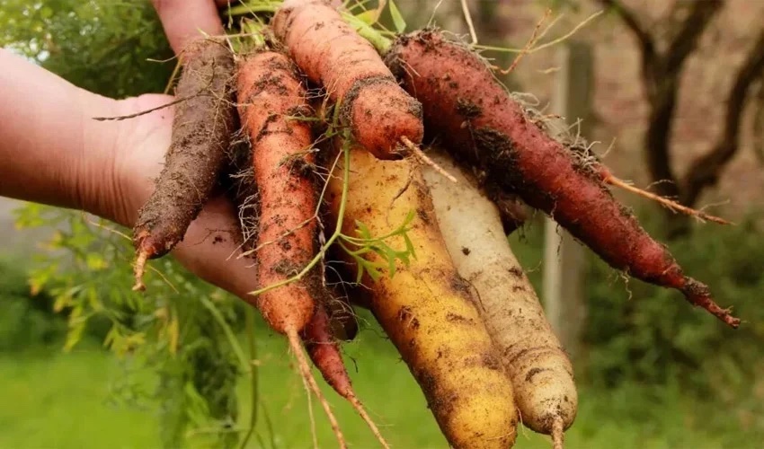 How Does 3D Scanning Improve Carrot Harvesting in France?