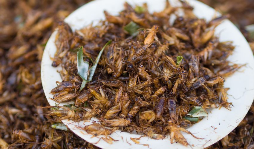 Could 3D Printed Foods Made With Alternative Protein Sources Like Insects Prevent Food Crises?