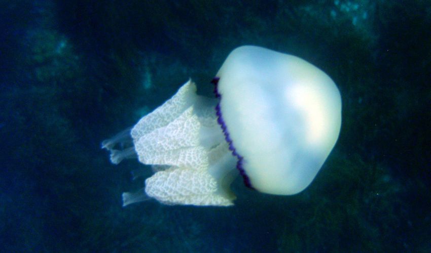 Welsh Companies Turned to Ancient Jellyfish for World First Bioprinting Project