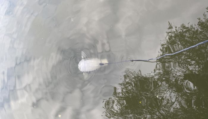Robotic fish being tested in water