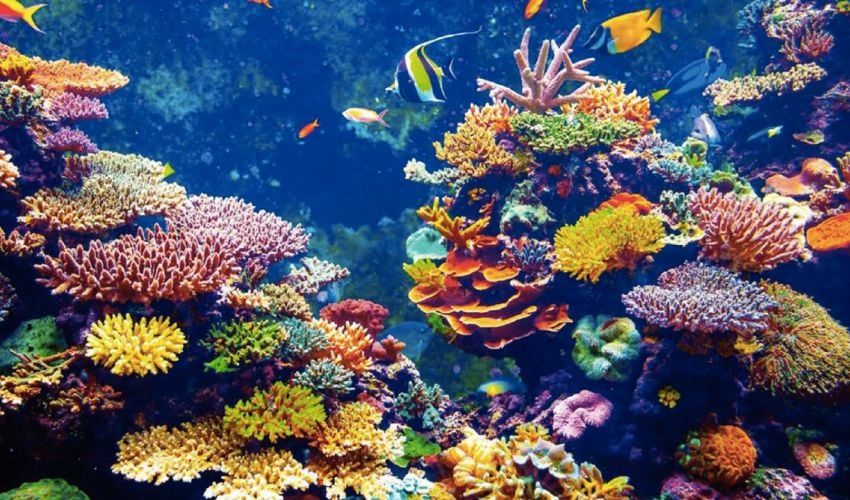 Innovareef: 3D Printed Coral Reef Replicas For Seabed Restoration