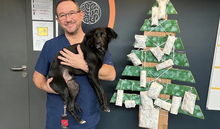 3D Printed Titanium Prosthesis is Attached to Dog’s Bone, Allowing Him to Walk Again