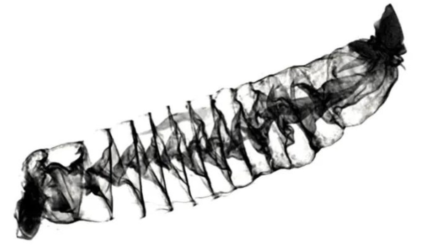Researchers Use 3D Printing to Create Helical Tubes Inspired by Shark Intestines