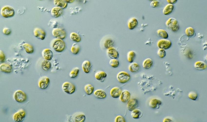 Algae and Light: The Green Ink Revolutionizing Cultured Meat