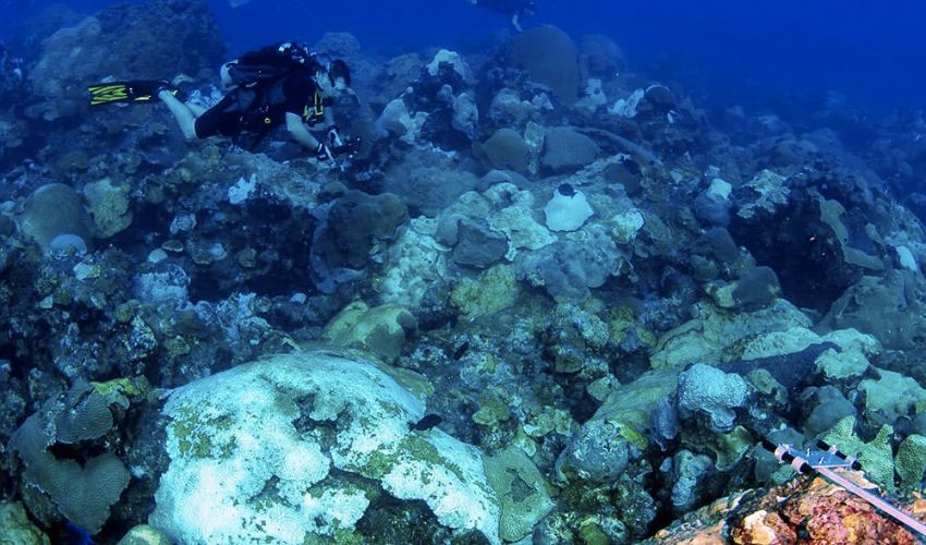 Ancient Roman Concrete Meets Modern 3D Printing to Save Coral Reefs
