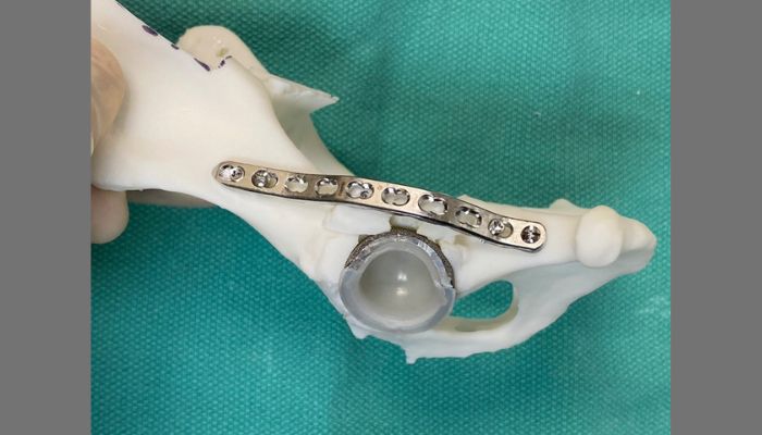 a 3D printed hip joint model