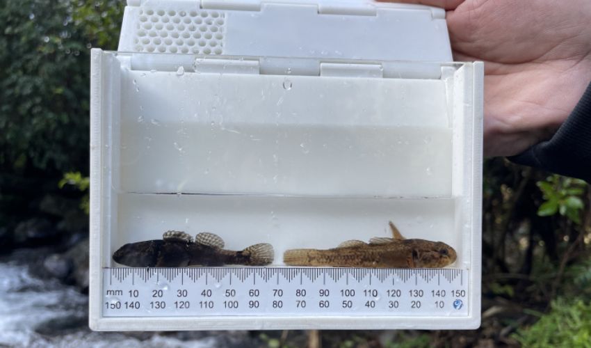 Saving Endangered Fish in New Zealand With 3D Printing