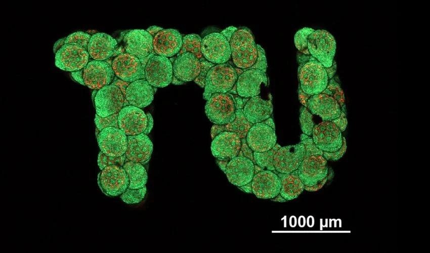 It Is Now Possible to 3D Print Artificial Cartilage for Living Tissue Replacement