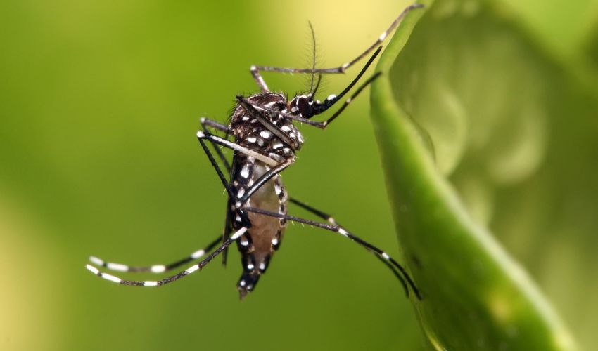 Coolable 3D Printed Canister Could Help Prevent the Spread of Disease-Carrying Mosquitoes