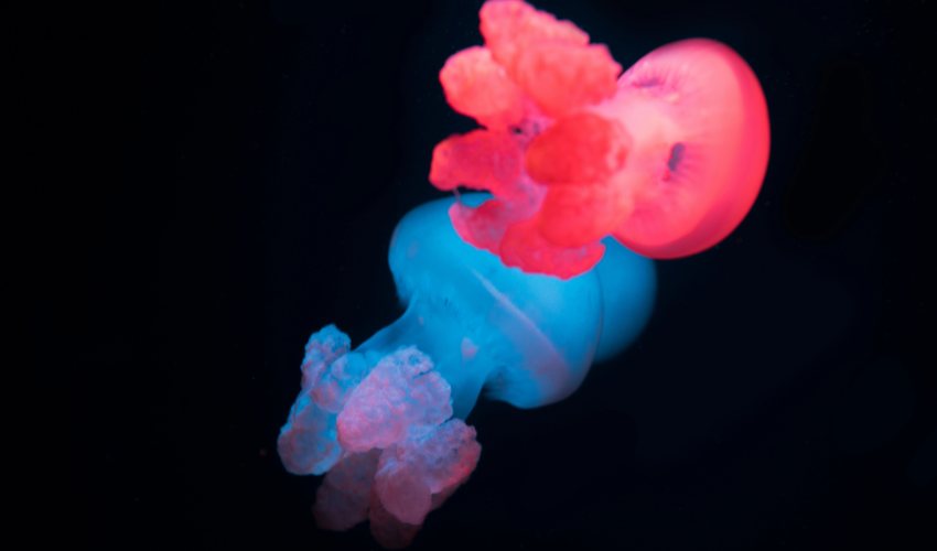 Biohybrid Jellyfish to Push Boundaries of Deep-Sea Exploration