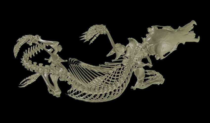UC Berkeley Paves Way for Digitizing Vertebrate Collections With oVert Project
