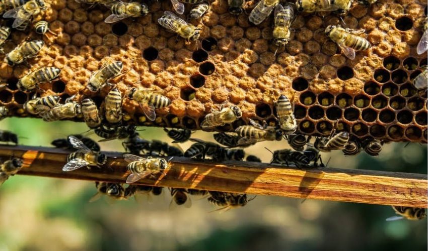 University of Chapingo Student Boosts Honey Production With 3D Printed Hives
