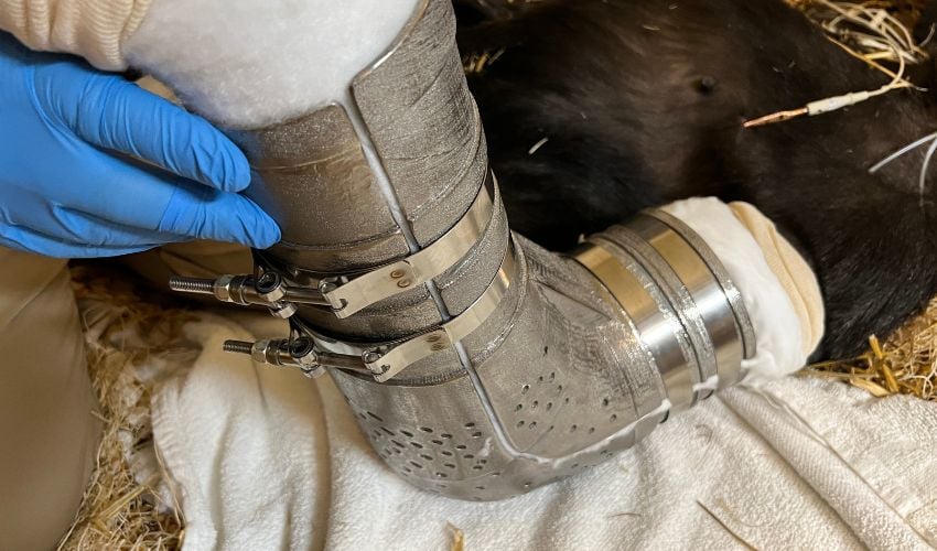 Gorilla Receives World’s First, 3D Printed Titanium Cast to Heal Broken Arm