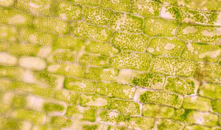 Researchers Unveil Breakthrough 3D Bioprinting Method Using Plant Cells