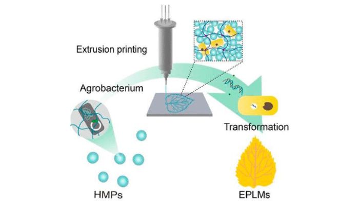 proceso de impresión 3D del material biohíbrido