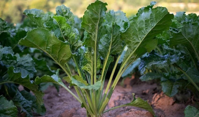 3D Printed Beets: A New Tool for Plant Phenotyping