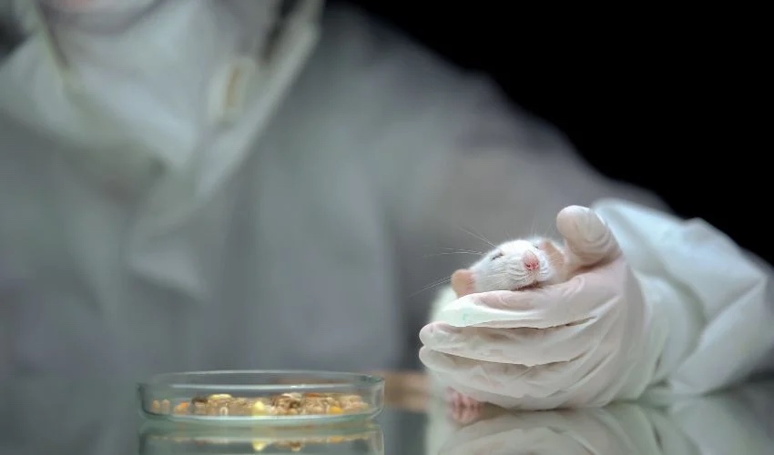 Organ-on-a-chip