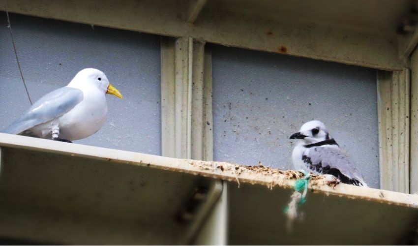 3D Printed Decoy Encourages Nesting of Endangered Seabird