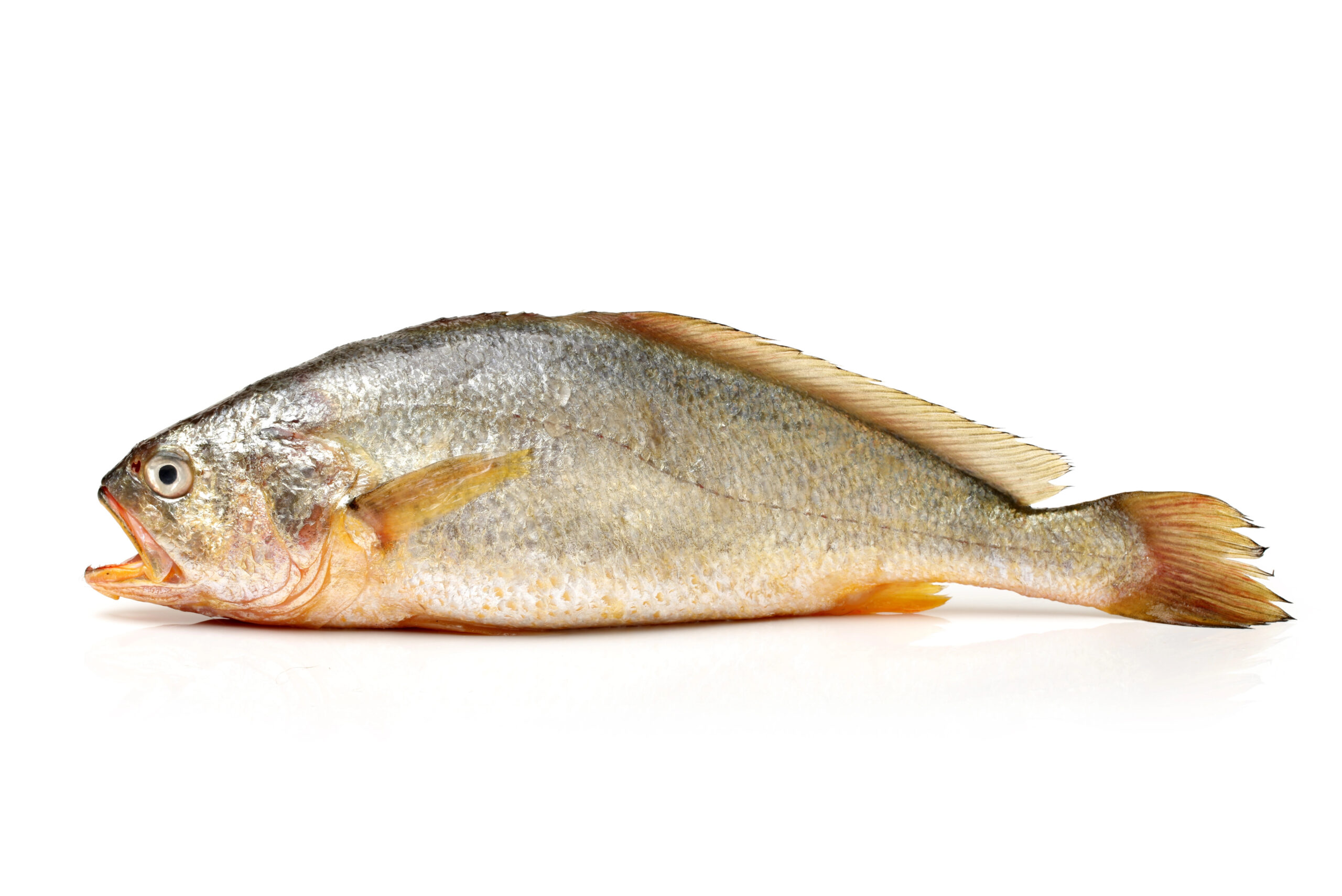 This is the type of fish that they 3D printed in China