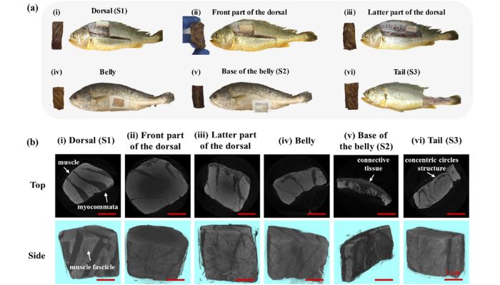 Micro-CT scanning of different parts of yellow croaker fish muscle tissue