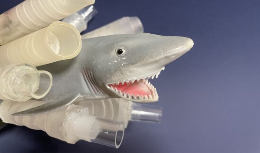 Shark intestine inspires 3D printed pipes