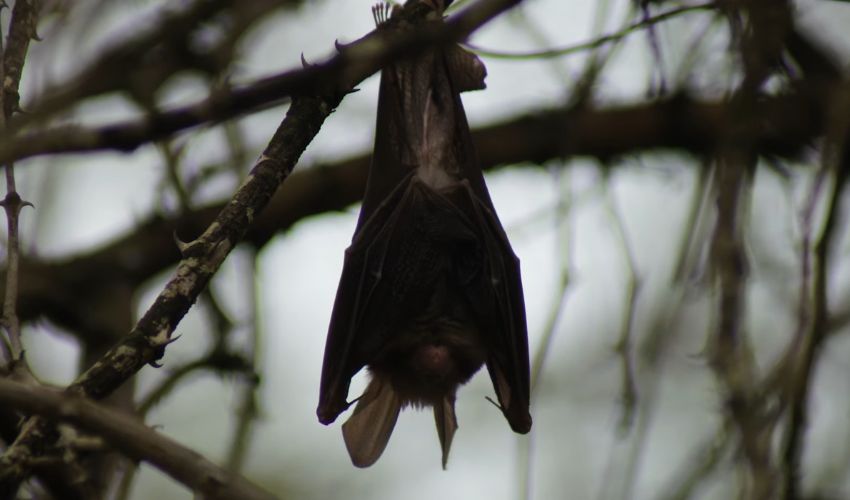 3D printed nest for bats