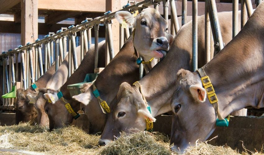 Milk Fever