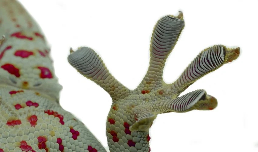 How Did a 3D Printing Error Turn Into Gecko-Inspired Anisotropic Structures?