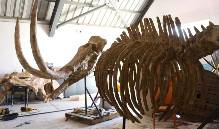 3D Printing Brings Ancient Fossils Back to Life in Türkiye