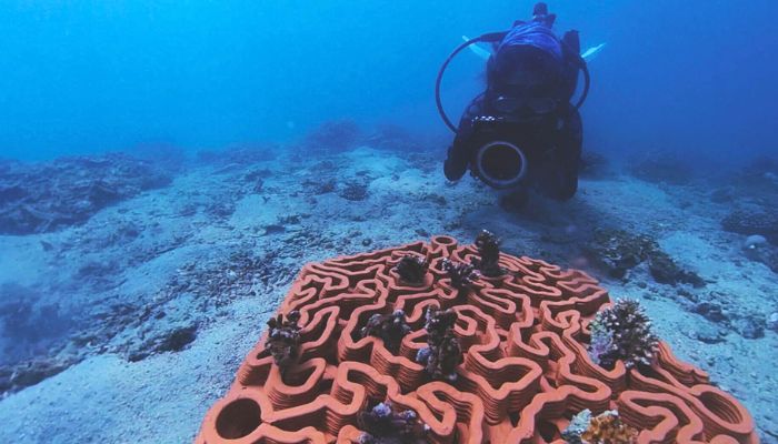 (Photo Credit: Archireef)