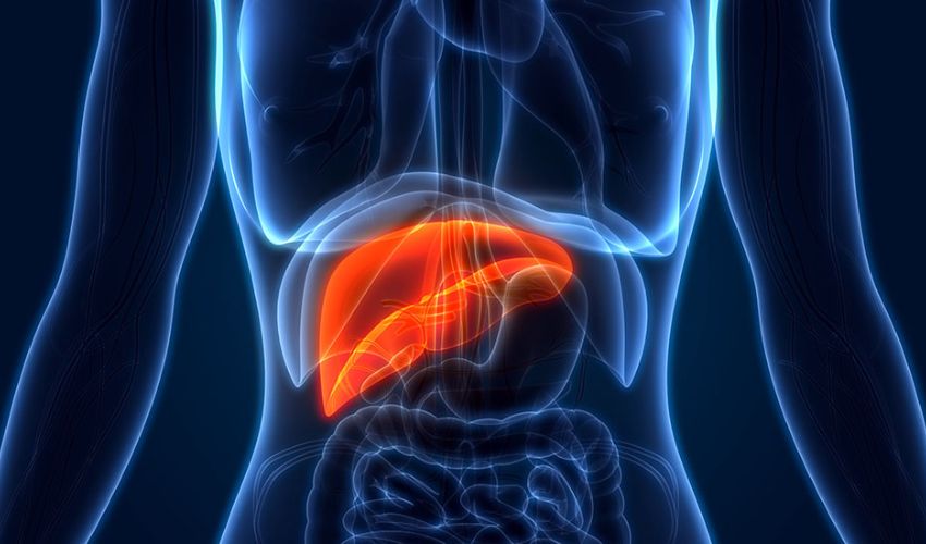 bioprinted liver tissue