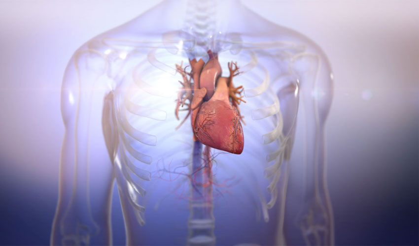 BIOLIFE4D successfully bio-prints human heart tissue