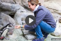 Top 5 Unbelievable Moments: 3D Printed Penguin Rescue and More Amazing Stories