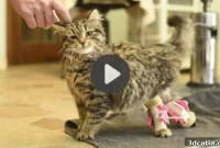 3D Printing Miracles Top 5 Videos of Life Changing Innovations