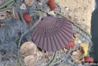 Ocean Plastic’s 3D Printed Renaissance